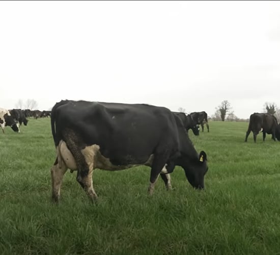 Achieving 90% three week submission rate and cost of a missed heat