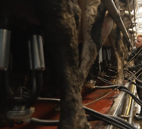 Reviewing your evening milking start time during the mid-season