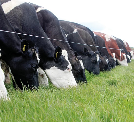 Grass growth rates set to take off