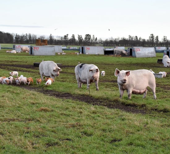 Rearing pigs outdoors with no fear of ASF in Denmark