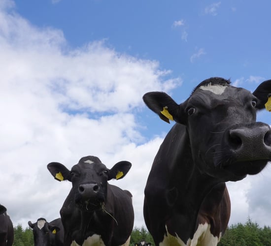 Determining SCC with a single bulk tank milk sample