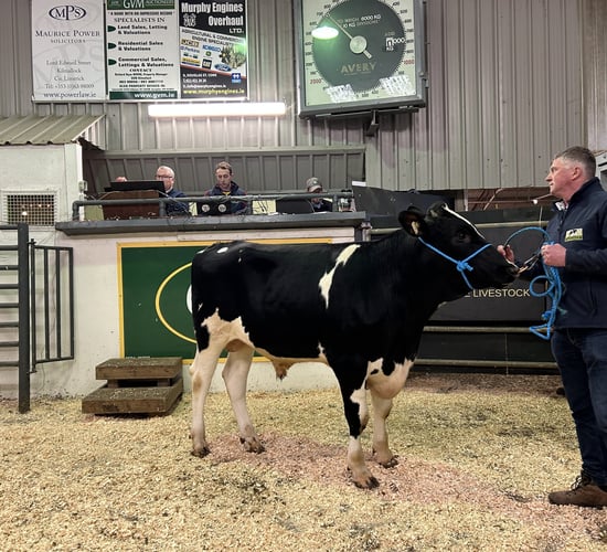 Top price of €10,000 at the IHFA Premier Bull and Heifer sale
