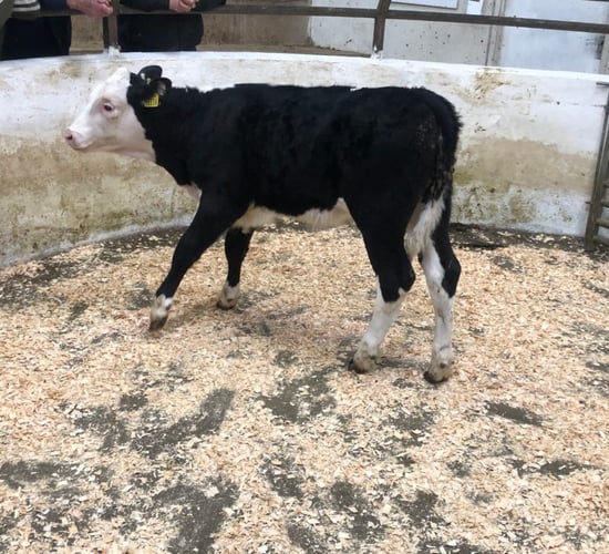 Table: Average calf prices fall by up to €50/head last week