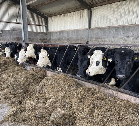 Factory quotes: €8/kg the new target as beef prices rise higher