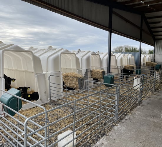 Trim calf to beef system sells cattle 6 months a year