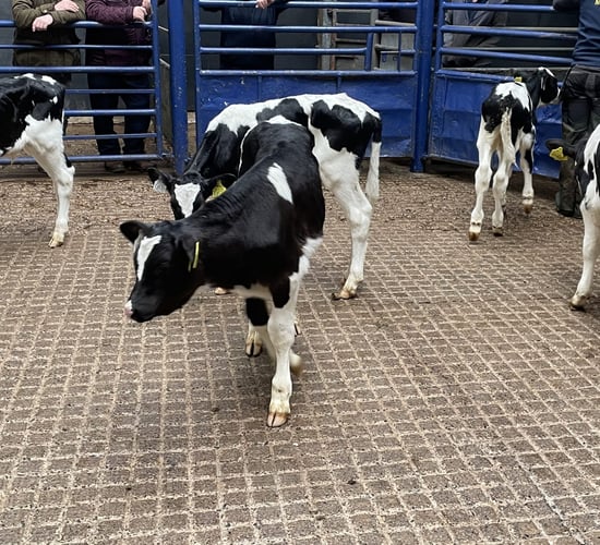 Calf trade: See latest average and sample calf prices paid