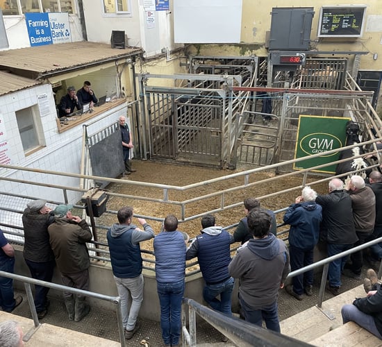 Mart trade: Cattle prices from Kilkenny and Tullamore sales