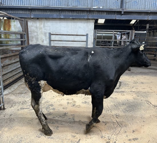 Strong trade for freshly calved heifers &amp; cows in Carnew Mart