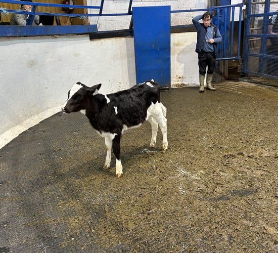 What can you expect to be paying for Friesian heifer calves?