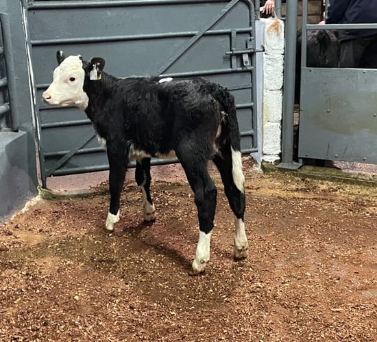 New weekly calf sale opens for business in Co. Laois
