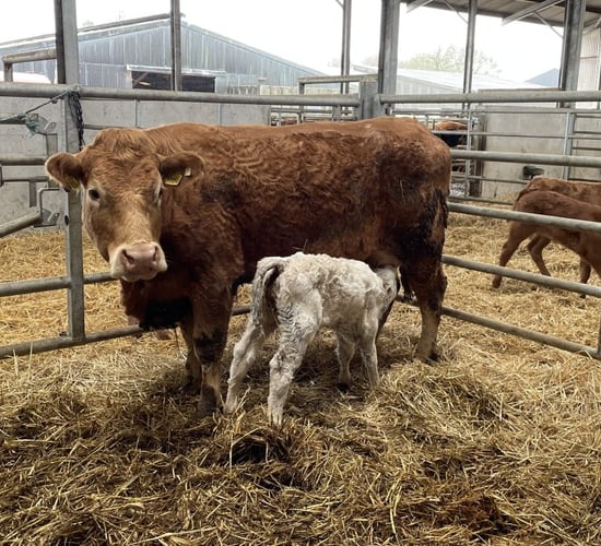 Net profit on top-performing suckler farms of €915/ha in 2024