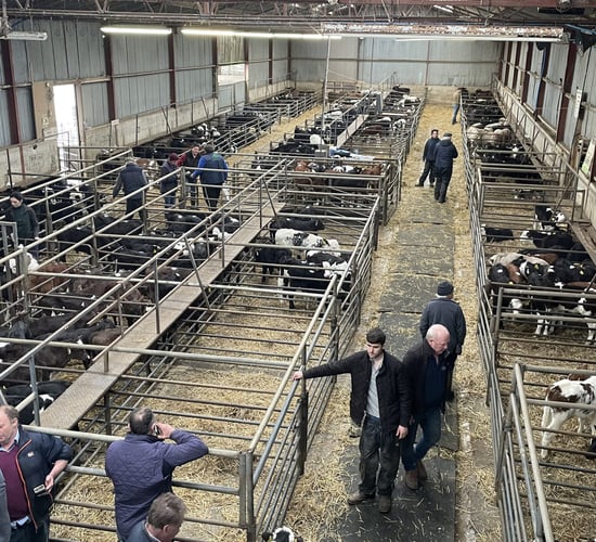 What dairy-beef sire breed has the highest average calf price?