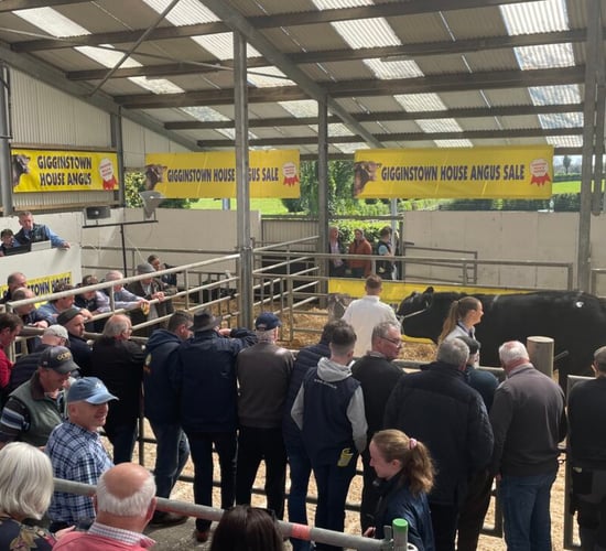 Gigginstown House Angus bull and heifer sale to take place next month