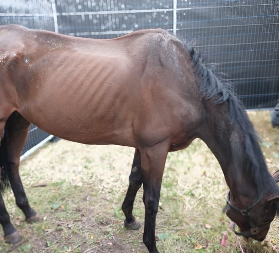 ISPCA seeks homes for 25 animals, including prize-winning racehorse
