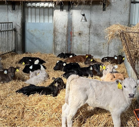 Spring Calf Series: Crossbred herds breeding higher CBV calves