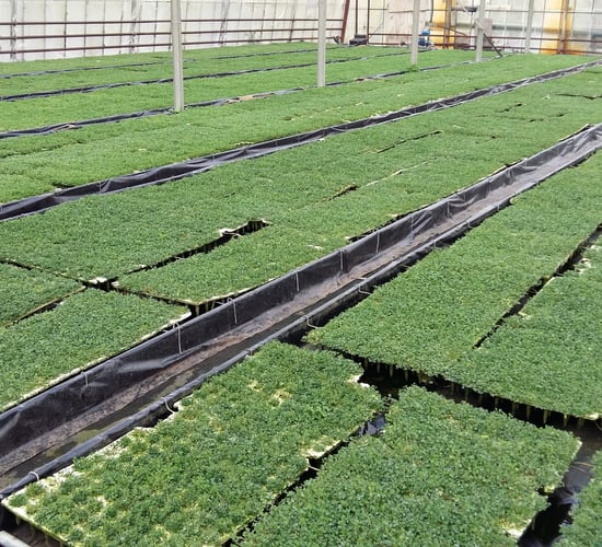 Growing shamrock for 40 years on 'ideal' Kerry soil