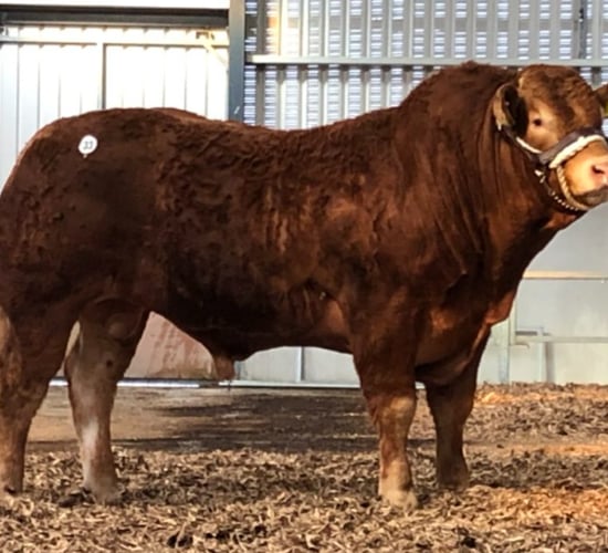 94% of Limousin breeders use Euro-Star indices in catalogue