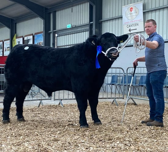 Carrick on Shannon multi-breed sale sees 3 bulls hit €5k