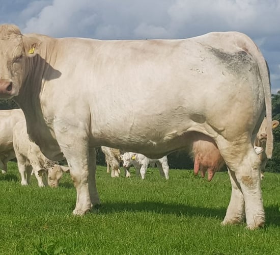 ICBF announces decision to postpone Beef Stakeholder Forum