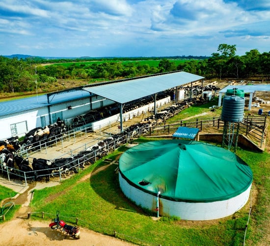 Dairy farming on a pasture-based system in Zimbabwe