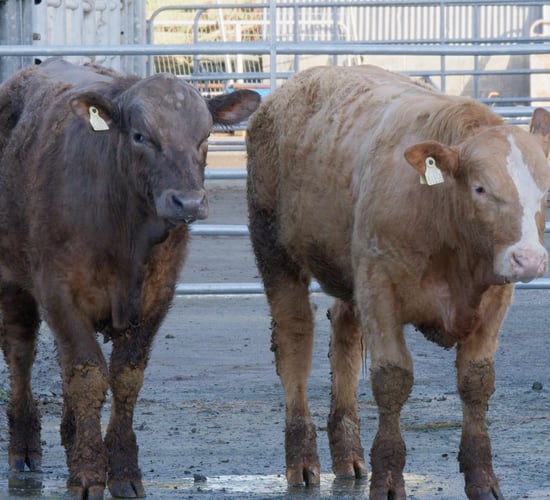 Inside ICBF Progeny Test Centre