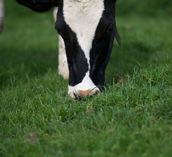 Watch: Optimising rumen microbes - making every bite count