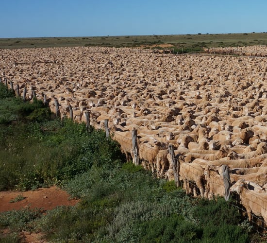 World’s largest sheep farm in OZ sold to UK investment group