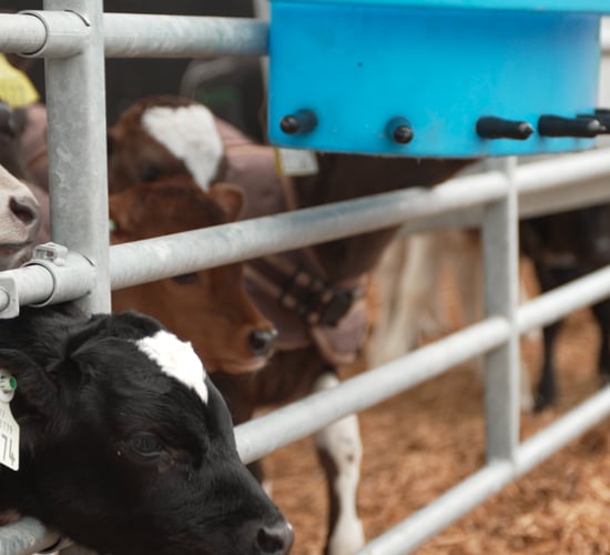 Breeding and rearing a valuable cross-bred bull calf