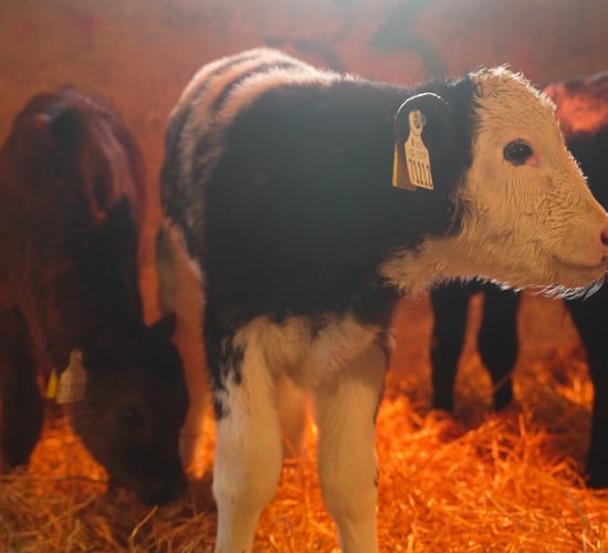 Farming for the Future: Rearing 275 calves in a 'nursery' shed