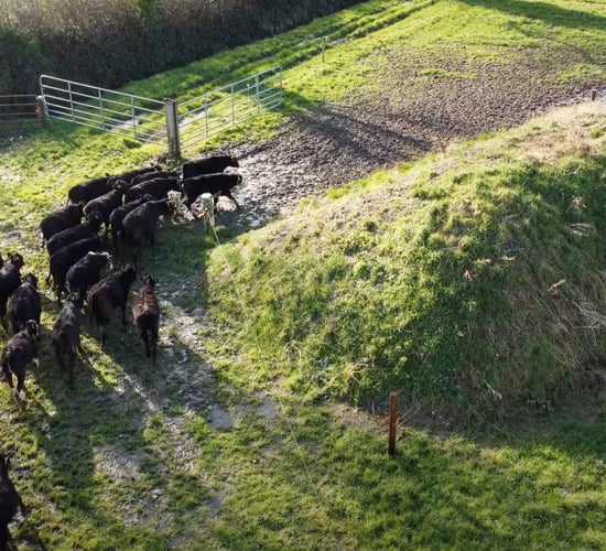 Tipperary beef farmer buying better calves with the help of the CBV