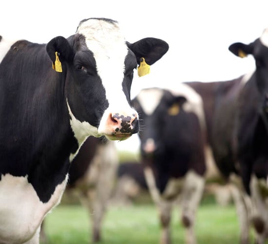Tirlán launches €5m TB support programme