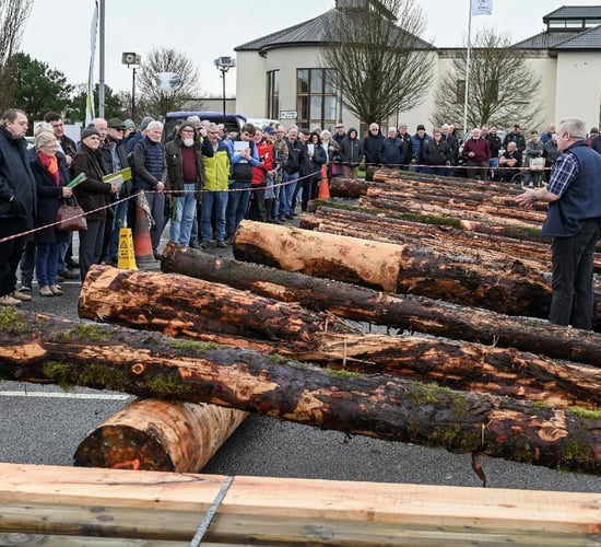 Teagasc to hold post-storm timber harvesting and marketing events