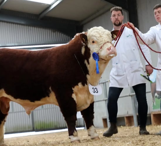 Hereford bulls average over €5,000 at Tullamore premier sale