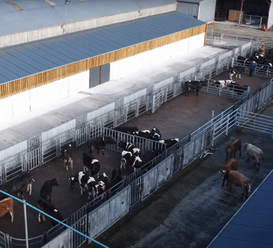 Commercial Beef Value Series: Finding key beef production data