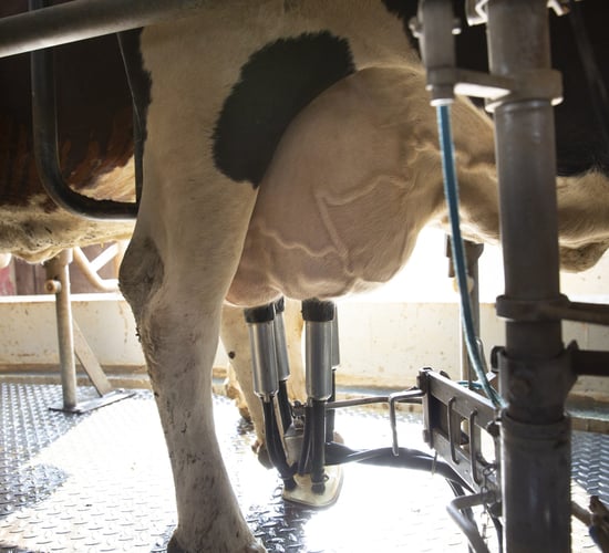 Farmers in EU see 'sharp price rises for milk' in Q1