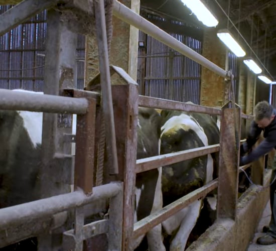 Injectable trace minerals ensuring fertility of maiden heifers