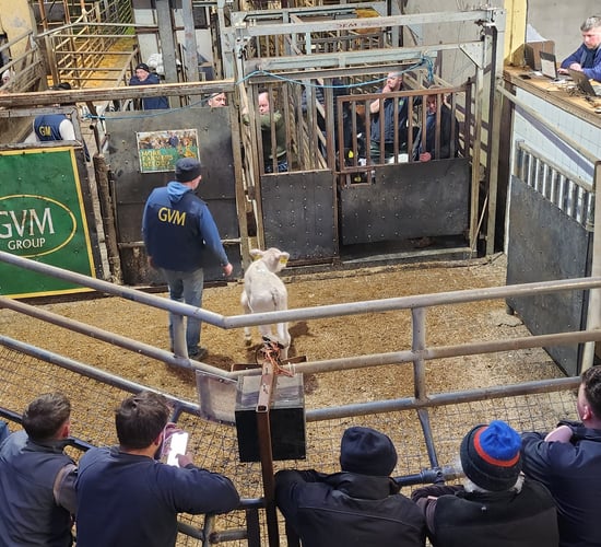 Tullamore Mart was 'hopping' for charity calf sale that raised €19k