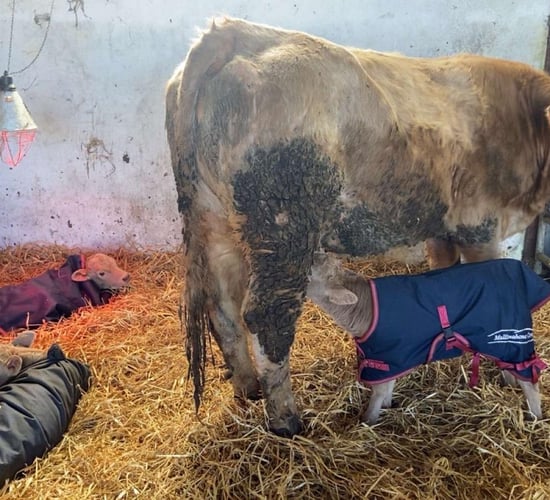 Photos: Farm births see sextuplet lambs and triplet calves