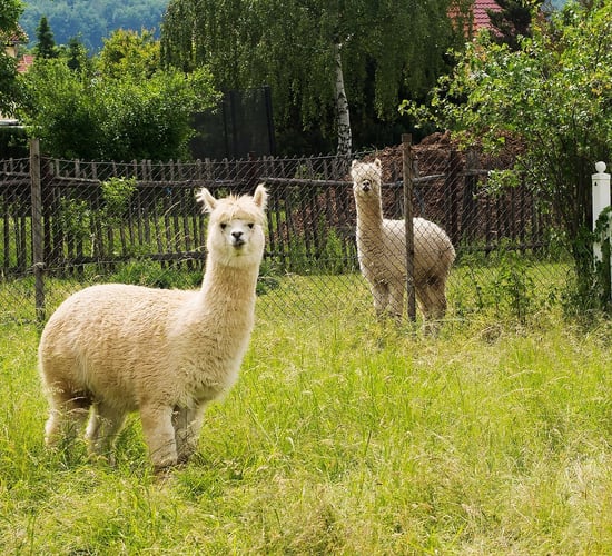 Fleming: Funding guard alpacas could reduce dog attacks
