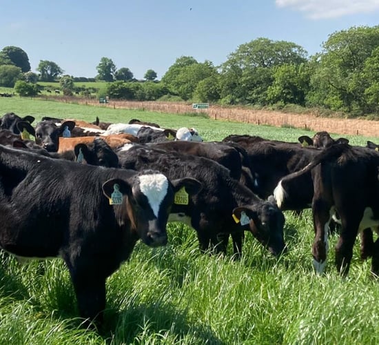 Table: Costs almost €60k to rear 100 calves to 12 weeks