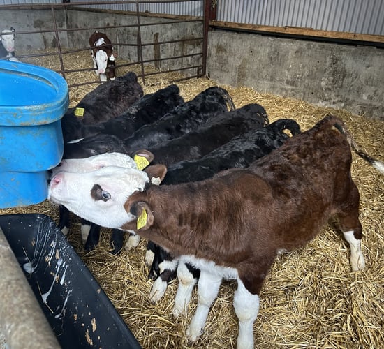 Ensuring the successful gradual weaning of calves