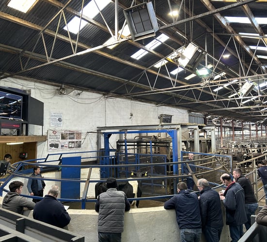 Strong factory prices &amp; steady milk price driving on milking trade