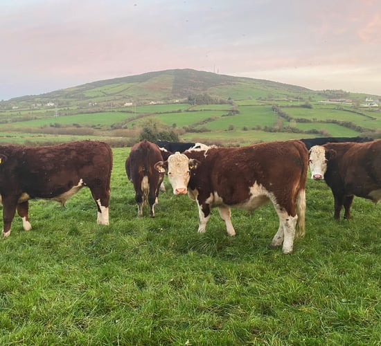 Should cattle be dosed for worms before going to grass?