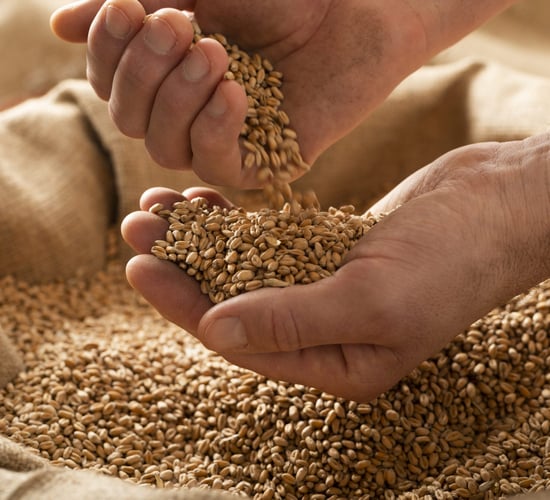 Report: Global grain output forecast to rise this year and next