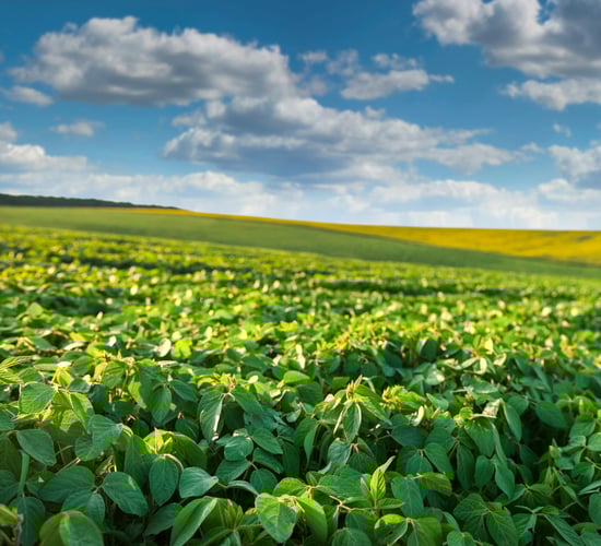 'Historic bumper harvest' forecast for Brazil - report