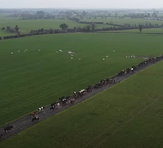 Do you know what's causing lameness on your farm?