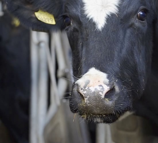 DAERA publishes control framework for Bluetongue