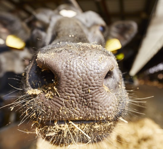 Minister: 'Almost all of Germany now foot-and-mouth disease free again'