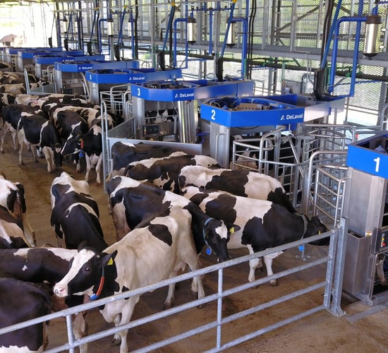 Everything you need to know about 'batch milking'