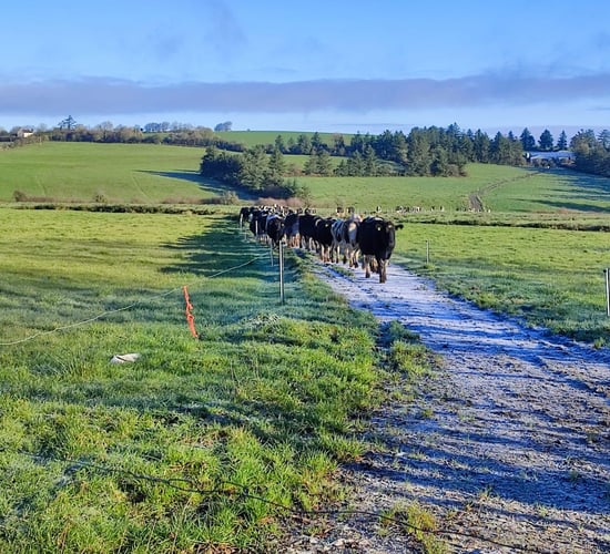 Dairy Focus: Investments saving cows a 5km walk in Cork